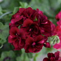 Burgundy Geranium Flower seeds for Planting Hardy Variety, Heirloom & GMO Free Seeds for Home Garden seeds for planting