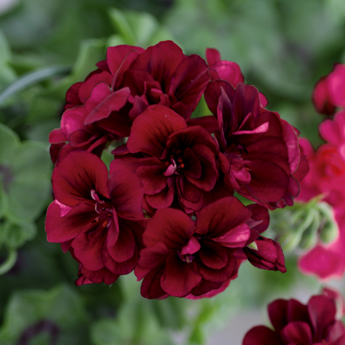 Burgundy Geranium Flower seeds for Planting Hardy Variety, Heirloom & GMO Free Seeds for Home Garden seeds for planting