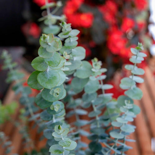 Green Eucalyptus Parvifolia herb and flower seeds for Planting - Sun Loving, Heirloom & GMO Free Seeds for Home Garden