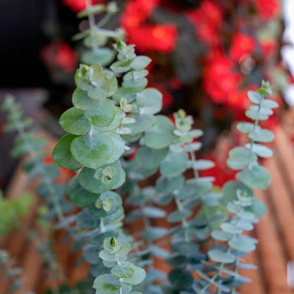 Green Eucalyptus Parvifolia herb and flower seeds for Planting - Sun Loving, Heirloom & GMO Free Seeds for Home Garden