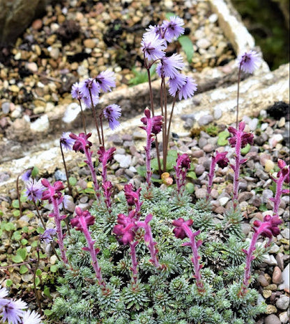 Purple Saxifraga Sempervivum Flower seeds for Planting - Compact Growth, Heirloom & GMO Free Seeds for Home Garden