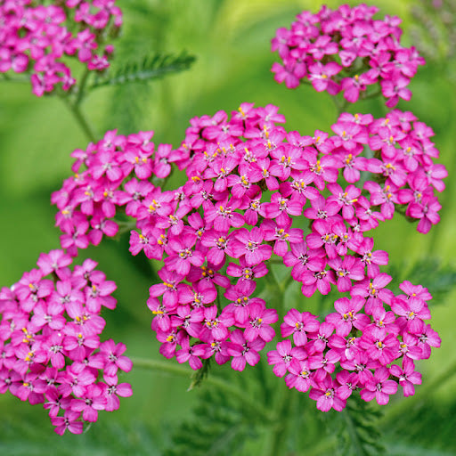 Premium Pink Cerise Yarrow Flower seeds for Planting Colorful Display, Heirloom & GMO Free Seeds for Home Garden seeds