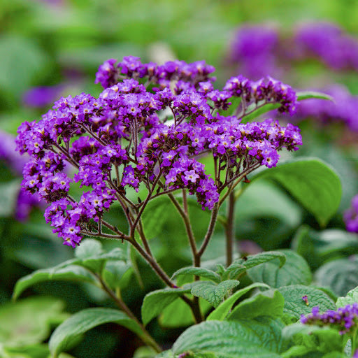 Premium Heliotrope Marine Flower seeds for Planting Perfect for Borders Heirloom & GMO Free Seeds for Home Garden seeds