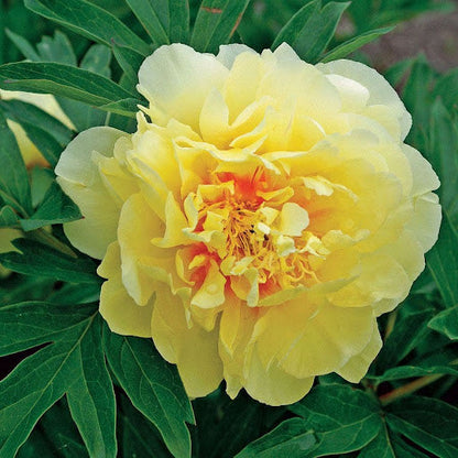 Yellow Peony Flower seeds for Planting - Bright Blooms, Heirloom & GMO Free Seeds for Home Garden