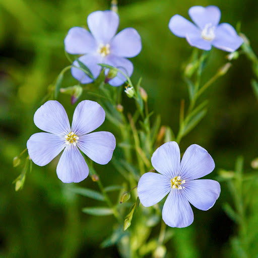 Blue Flax Flower seeds for Planting Sun Loving, Heirloom & GMO Free Seeds for Home Garden vegetable and garden seeds