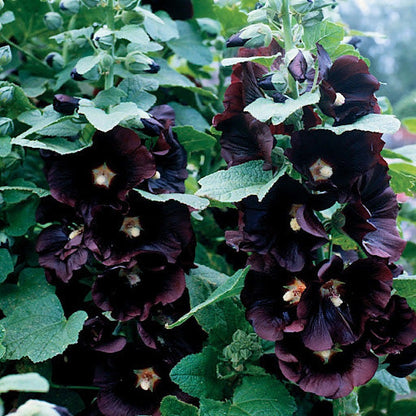 Hollyhock Flower seeds for Planting Bright Blooms Heirloom & GMO Free Seeds for Home Garden