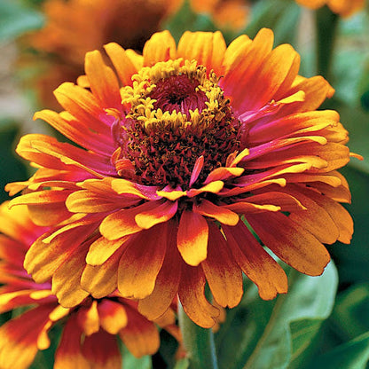 Zowie Flower seeds for Planting - Bright Blooms, Heirloom & GMO Free Seeds for Home Garden