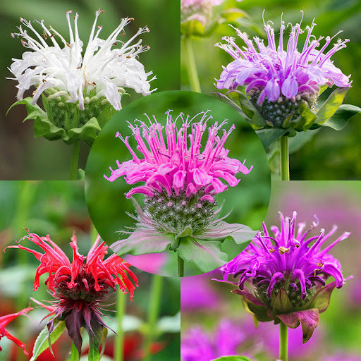 Mixed Monarda Didyma Flower seeds for Planting - Wildflower Mix, Heirloom & GMO Free Seeds for Home Garden