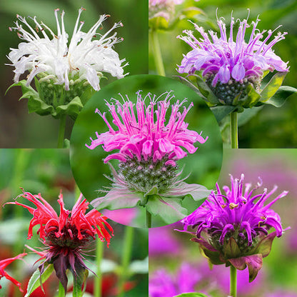 Mixed Monarda Didyma Flower seeds for Planting - Wildflower Mix, Heirloom & GMO Free Seeds for Home Garden