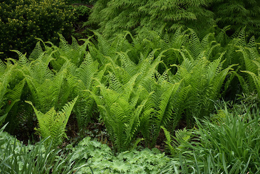 Ostrich Fern Plant Seeds & Planting Kit
