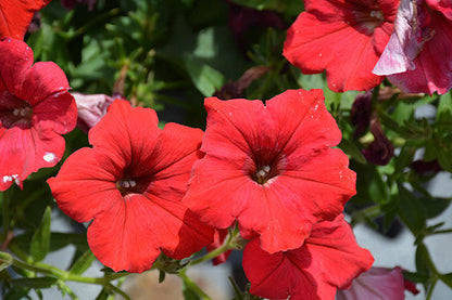 Heirloom Velour Petunia Flower seeds for Planting Pollinator Friendly Heirloom & GMO Free Seeds for Home Garden