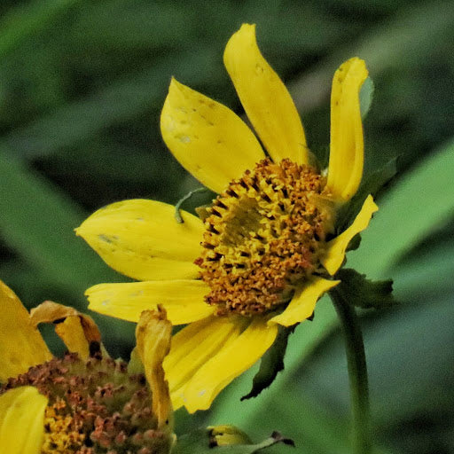 Bidens Cernua Flower seeds for Planting Cut Flower Favorite Heirloom & GMO Free Seeds for Home Garden