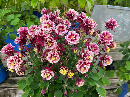 Winky Double Flower seeds for Planting Hardy Variety Heirloom & GMO Free Seeds for Home Garden