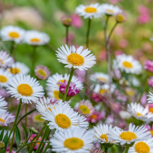 High quality Mixed Karvinskianus Profusion Flower seeds for Planting Perfect for Borders, Heirloom & GMO Free Seeds for Home Garden seeds pack