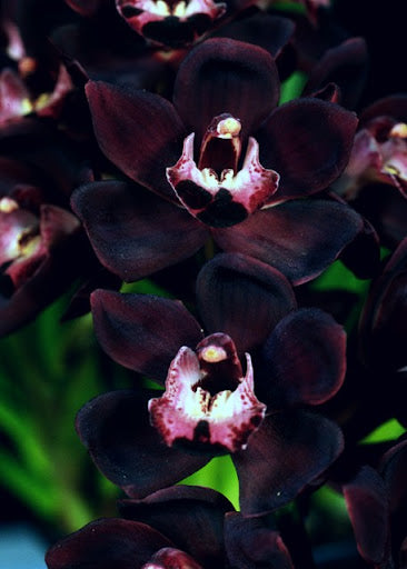 Samen Orchidee Flower seeds for Planting Hardy Variety, Heirloom & GMO Free Seeds for Home Garden vegetable and garden seeds