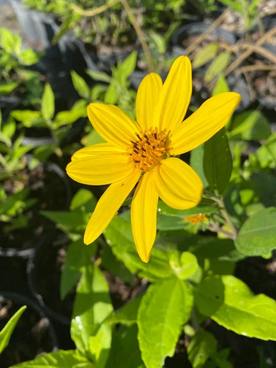 Topinambur Flower seeds for Planting Long Bloom Season, Heirloom & GMO Free Seeds for Home Garden vegetable and garden seeds