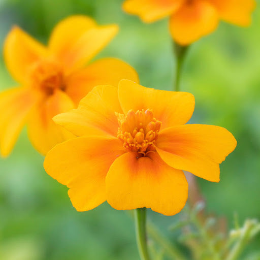 Tangerine Gem Flower seeds for Planting Vibrant Colors Heirloom & GMO Free Seeds for Home Garden
