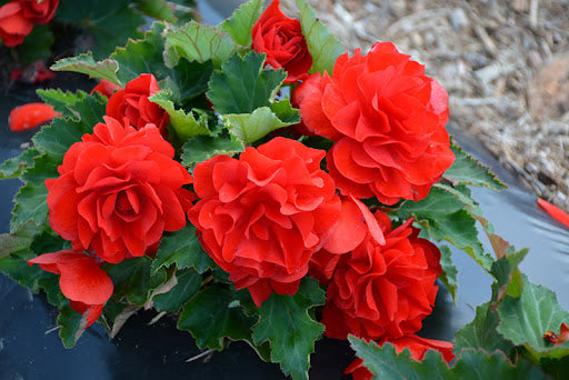 Camellia Orange Flower seeds for Planting Vibrant Colors, Heirloom & GMO Free Seeds for Home Garden vegetable and garden seeds