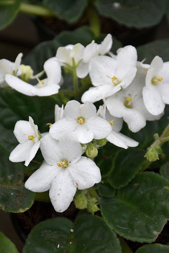 White Saintpaulia Flower seeds for Planting Pollinator Friendly, Heirloom & GMO Free Seeds for Home Garden vegetable and garden seeds
