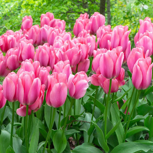 Pink Tulip Flower seeds for Planting Bright Blooms, Heirloom & GMO Free Seeds for Home Garden vegetable and garden seeds