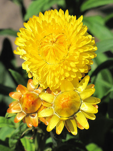 High quality Yellow StrawFlower seeds for Planting Garden Favorite, Heirloom & GMO Free Seeds for Home Garden seeds pack