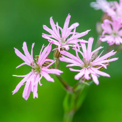 Heirloom Lychnis FlosCuculi Flower seeds for Planting Garden Favorite Heirloom & GMO Free Seeds for Home Garden