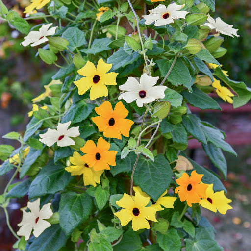 Mixed Thunbergia Flower seeds for Planting Bright Blooms, Heirloom & GMO Free Seeds for Home Garden vegetable and garden seeds
