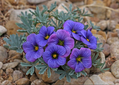 Blue Oxalis Laciniata Flower Seeds - Perfect for Planting