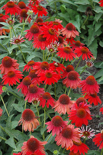 Red Coneflower Flower seeds for Planting Sun Loving, Heirloom & GMO Free Seeds for Home Garden vegetable and garden seeds
