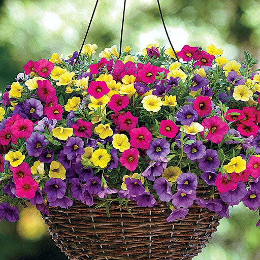 Calibrachoa Flower seeds for Planting Sun Loving Heirloom & GMO Free Seeds for Home Garden
