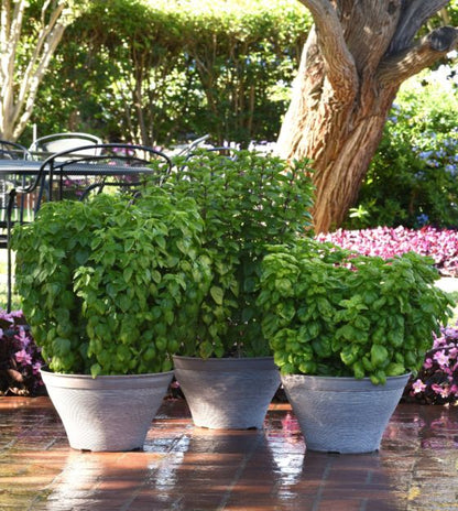 Upright basil with dense green foliage grown from seeds