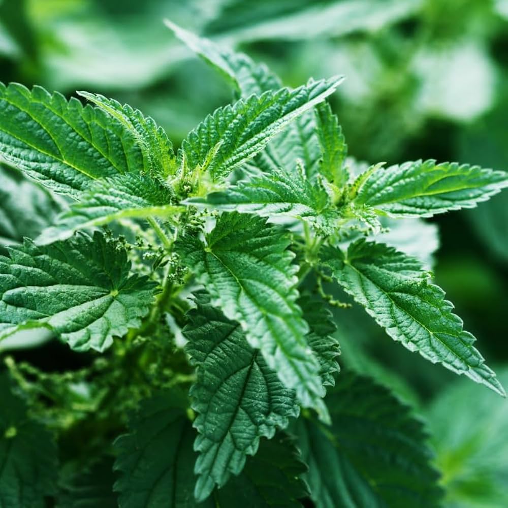 Urtica dioica native perennial thriving from seeds in moist soil