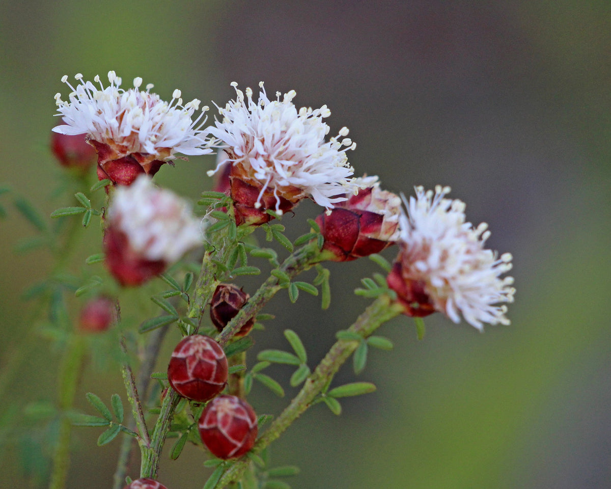 Dalea Pinnata Flower seeds for Planting - Compact Growth, Heirloom & GMO Free Seeds for Home Garden