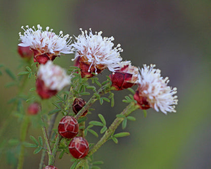 Dalea Pinnata Flower seeds for Planting - Compact Growth, Heirloom & GMO Free Seeds for Home Garden