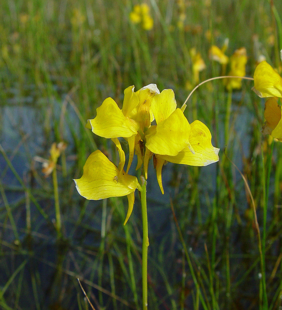 High quality Yellow Utricularia Flower seeds for Planting Easy to Grow, Heirloom & GMO Free Seeds for Home Garden seeds pack