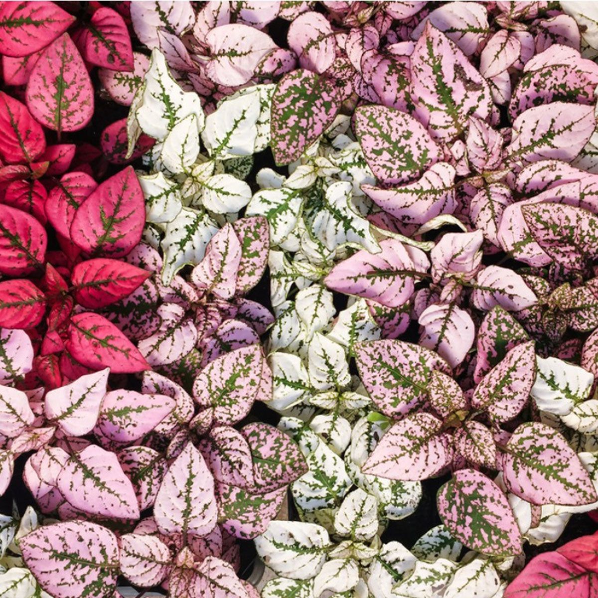 Premium Pink Hypoestes Splash Flower seeds for Planting Fragrant Blossoms, Heirloom & GMO Free Seeds for Home Garden seeds