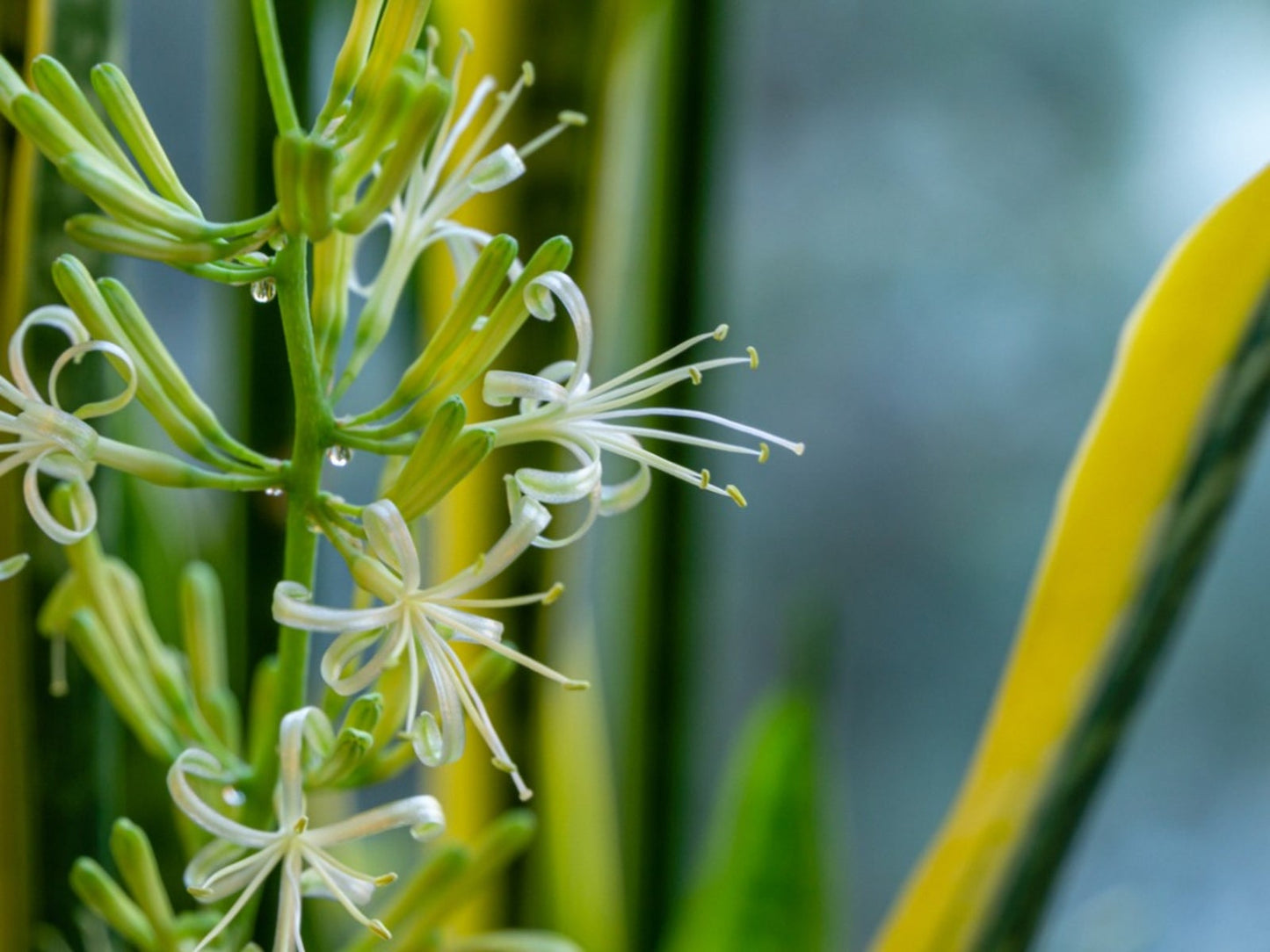 Sansevieria Flower seeds for Planting Premium Quality Heirloom & GMO Free Seeds for Home Garden