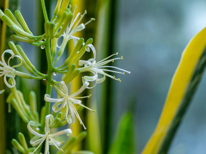 Sansevieria Flower seeds for Planting Premium Quality Heirloom & GMO Free Seeds for Home Garden