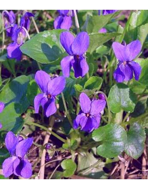 Viola Odorata Flower seeds for Planting Vibrant Colors, Heirloom & GMO Free Seeds for Home Garden vegetable and garden seeds