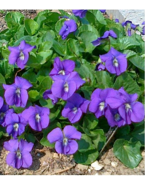 High quality Viola Odorata Flower seeds for Planting Vibrant Colors, Heirloom & GMO Free Seeds for Home Garden seeds pack