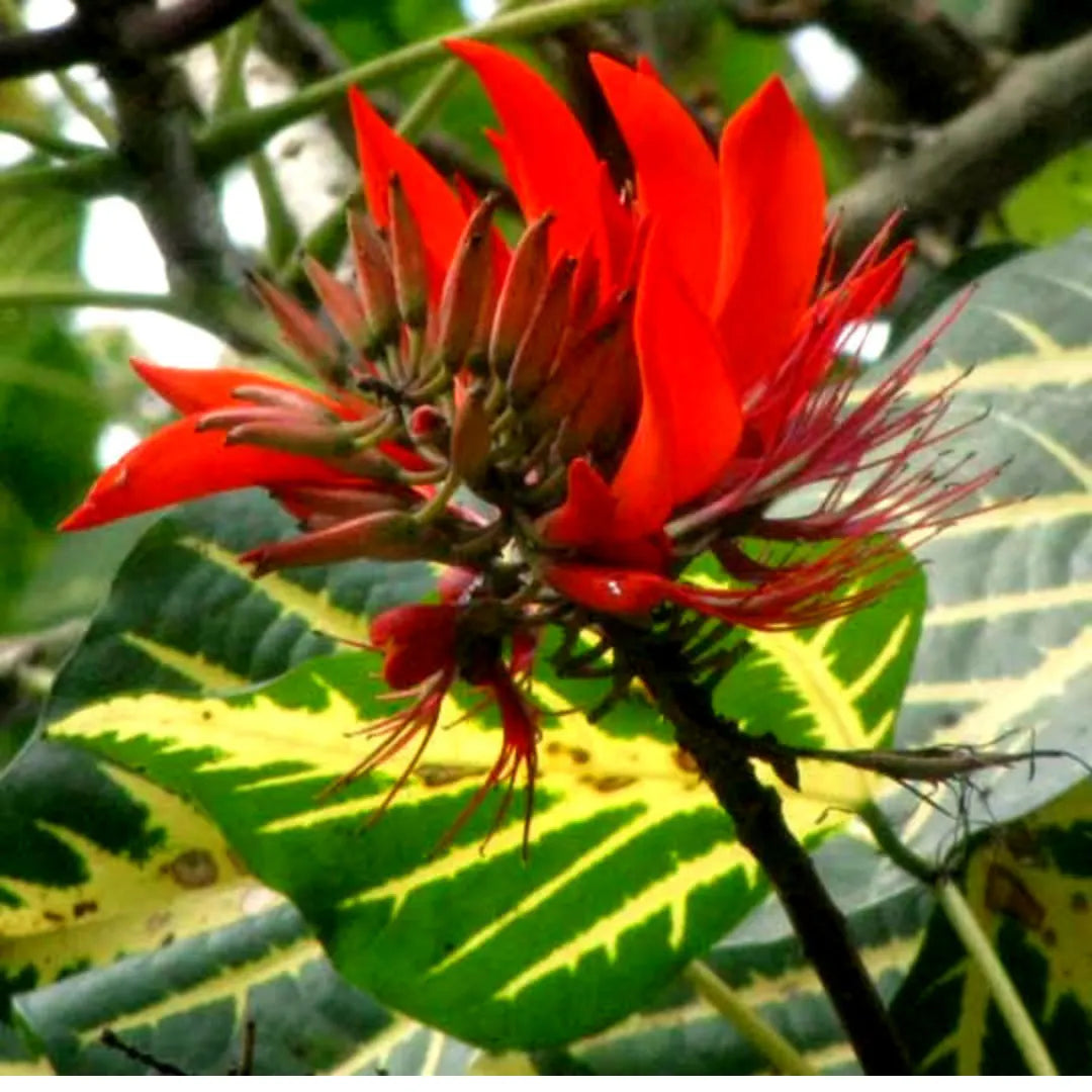 Orange Green Erythrina Flower seeds for Planting Cottage Garden Essential, Heirloom & GMO Free Seeds for Home Garden vegetable and garden seeds
