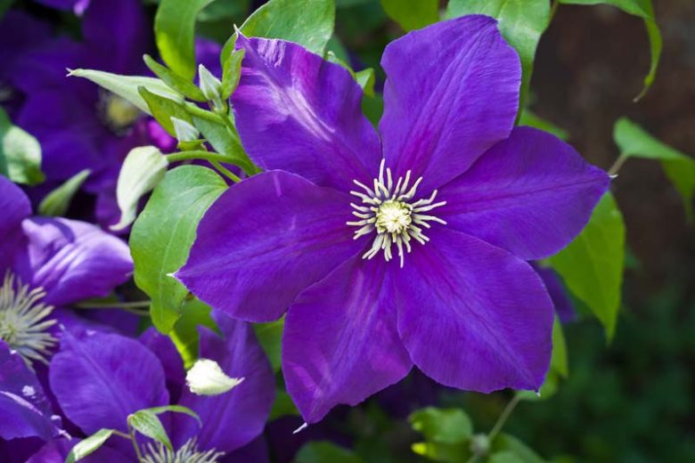 Purple Clematis Flower seeds for Planting Fragrant Blossoms, Heirloom & GMO Free Seeds for Home Garden seeds for planting