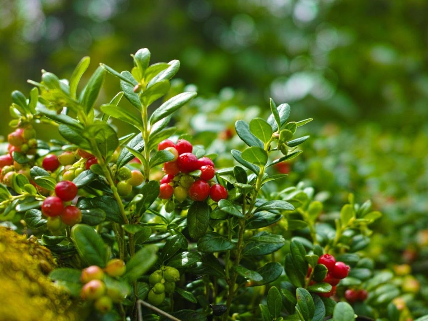 Step-by-Step Guide for Planting Vaccinium Macrocarpon (Cranberry) Seeds