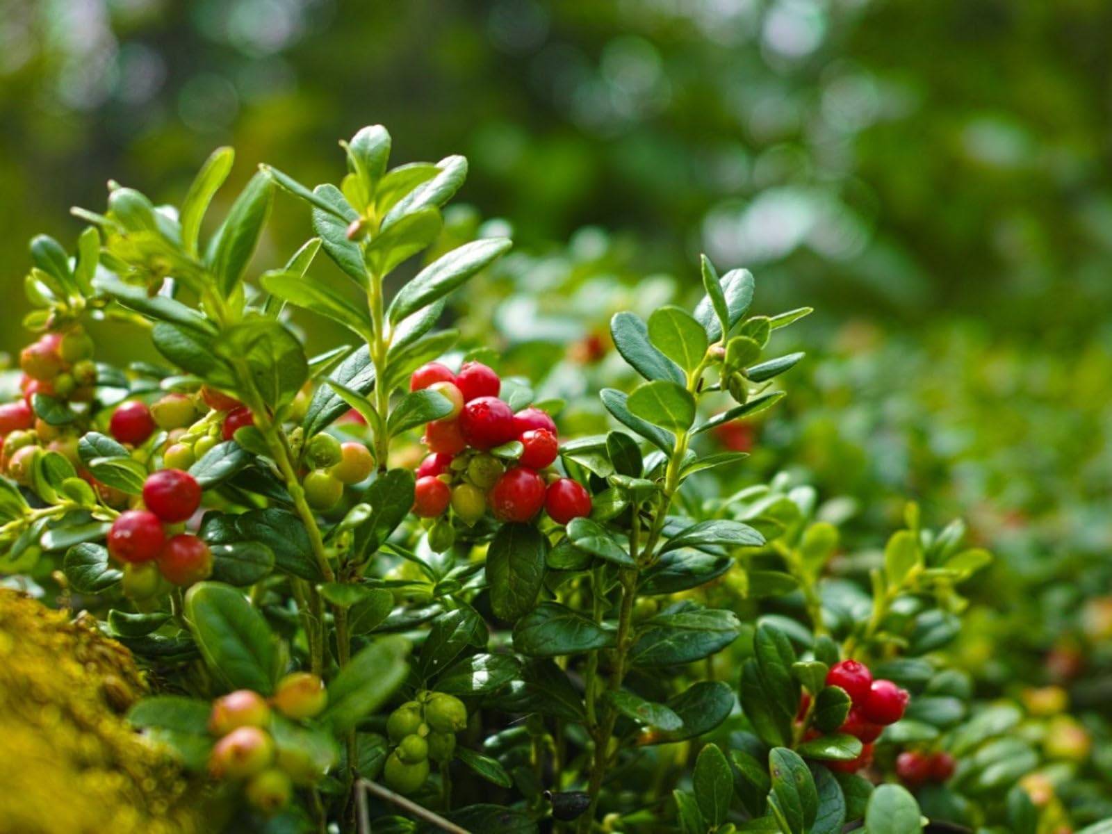 Step-by-Step Guide for Planting Vaccinium Macrocarpon (Cranberry) Seeds