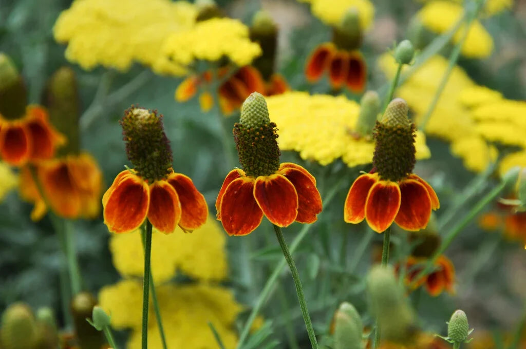 Ratibida Columnifera Flower seeds for Planting Garden Favorite Heirloom & GMO Free Seeds for Home Garden