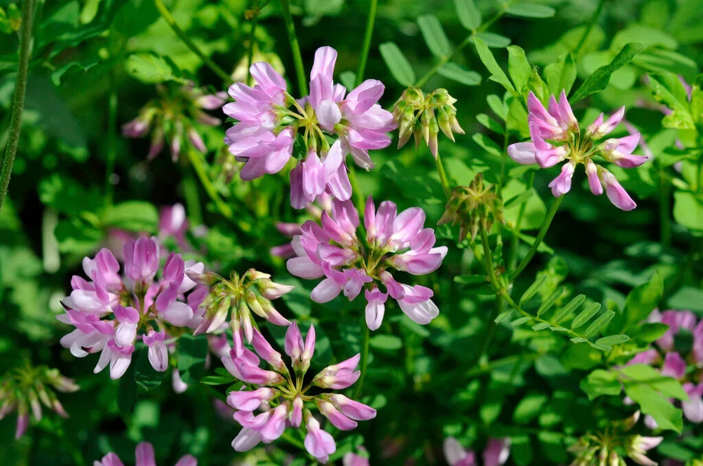 Premium Pink Coronilla Flower seeds for Planting Colorful Display, Heirloom & GMO Free Seeds for Home Garden seeds