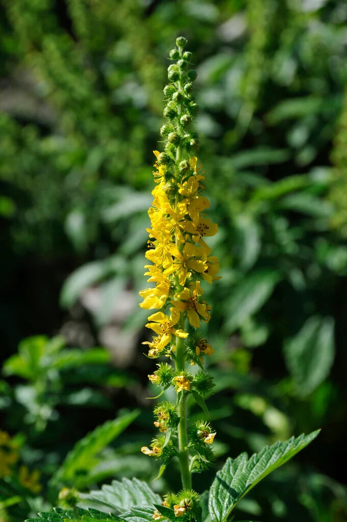 Heirloom Agrimony Flower seeds for Planting Colorful Display Heirloom & GMO Free Seeds for Home Garden
