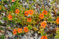 Orange Pimpernel Flower seeds for Planting Hardy Variety, Heirloom & GMO Free Seeds for Home Garden seeds for planting