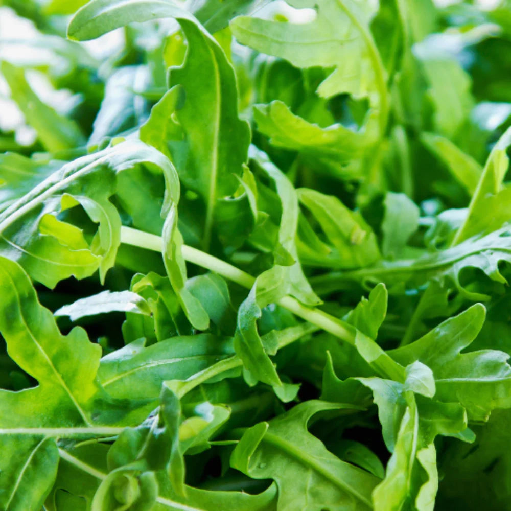 Rocket Flower seeds for Planting Bright Blooms, Heirloom & GMO Free Seeds for Home Garden vegetable and garden seeds