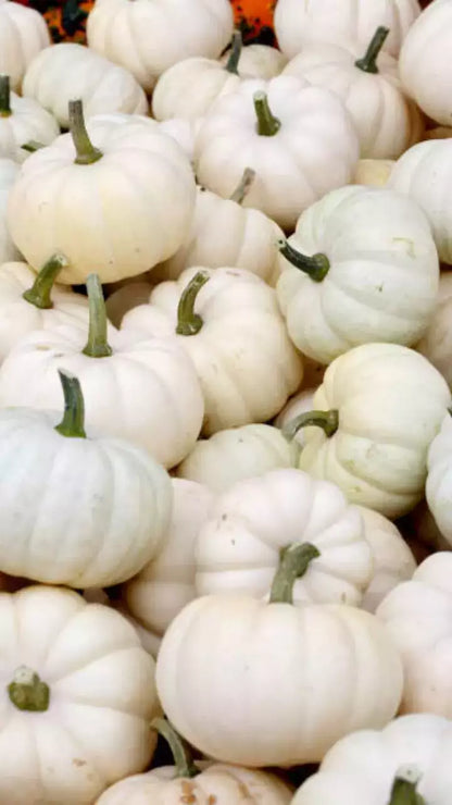 Valencia White Pumpkin seeds non GMO for planting